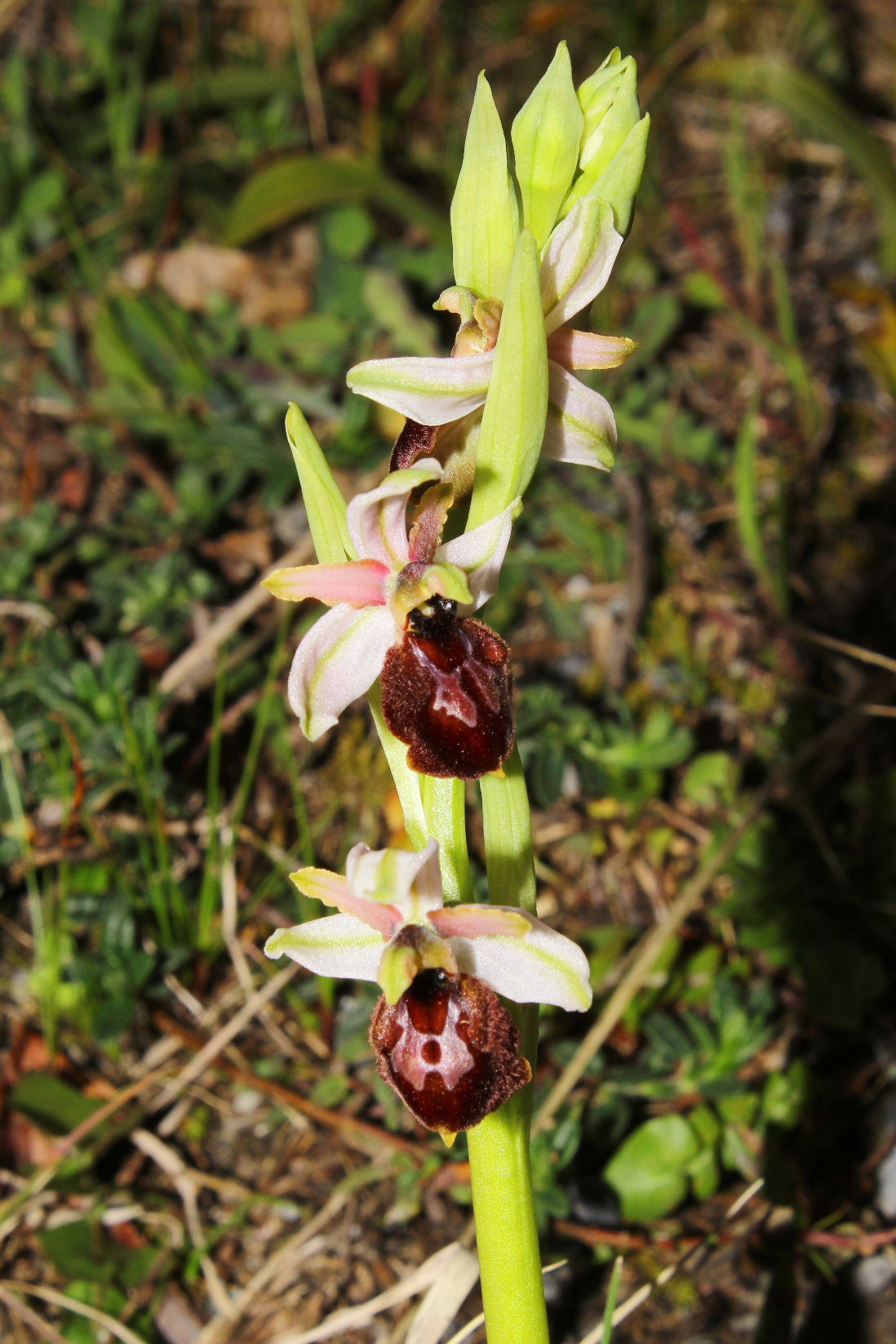 Ophrys arachnitiformis a confronto